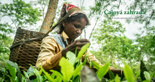 Japan Gyokuro Saemidori BIO: Luxusní stíněný zelený čaj nejvyšší kvality