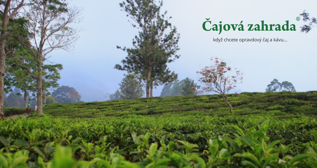 Japan Shincha Kyushu BIO: První sklizeň japonského zeleného čaje