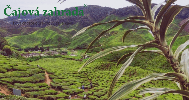 Příběh čaje: Od zpracování až na váš stůl