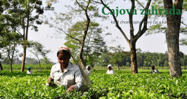 Pěstování čajovníku doma: Je to vůbec možné?