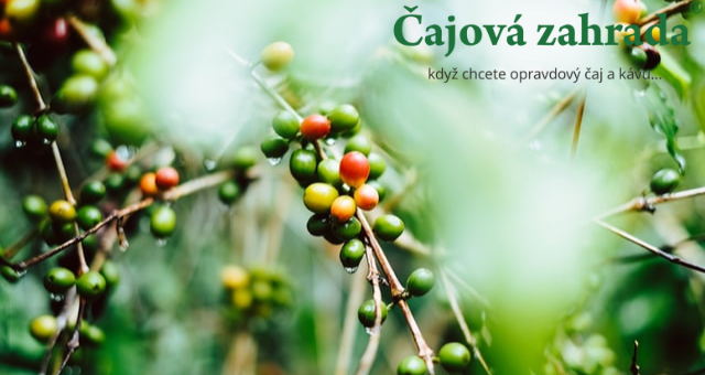 Pěstování kávovníku u nás: Je možné si u nás vypěstovat vlastní kávu?