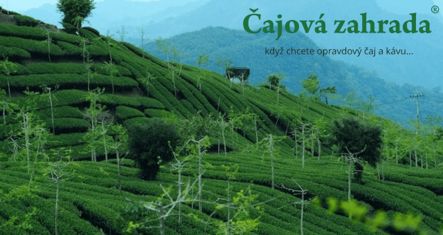 Puerh Ya Bao: Jedinečné čajové pupeny, které stojí za zkoušku