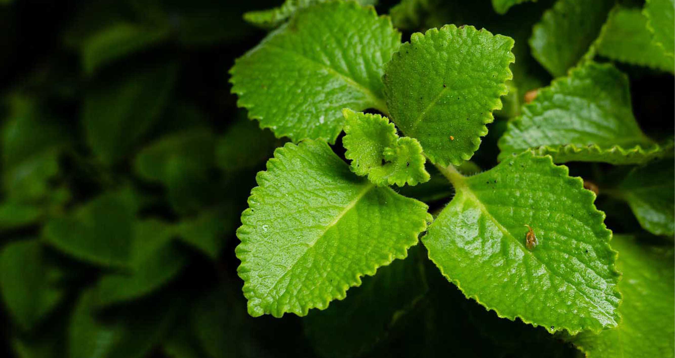 Rýmovník. Co je zač? A jak připravit čaj z rýmovníku.