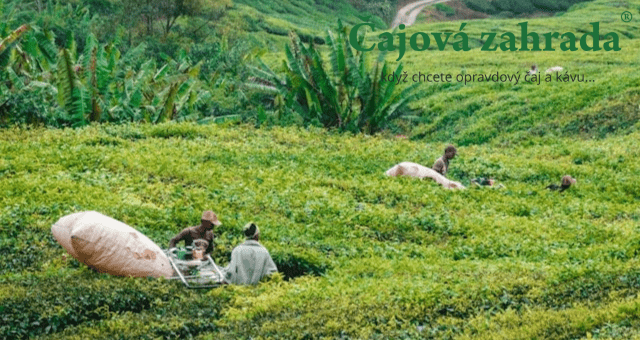 Sklizeň čaje: Jak to vypadá na plantáži?