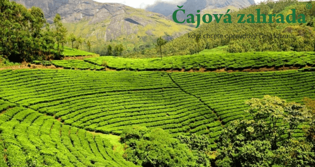 Tamaryokucha: Neznámý, ale naprosto úžasný zelený čaj