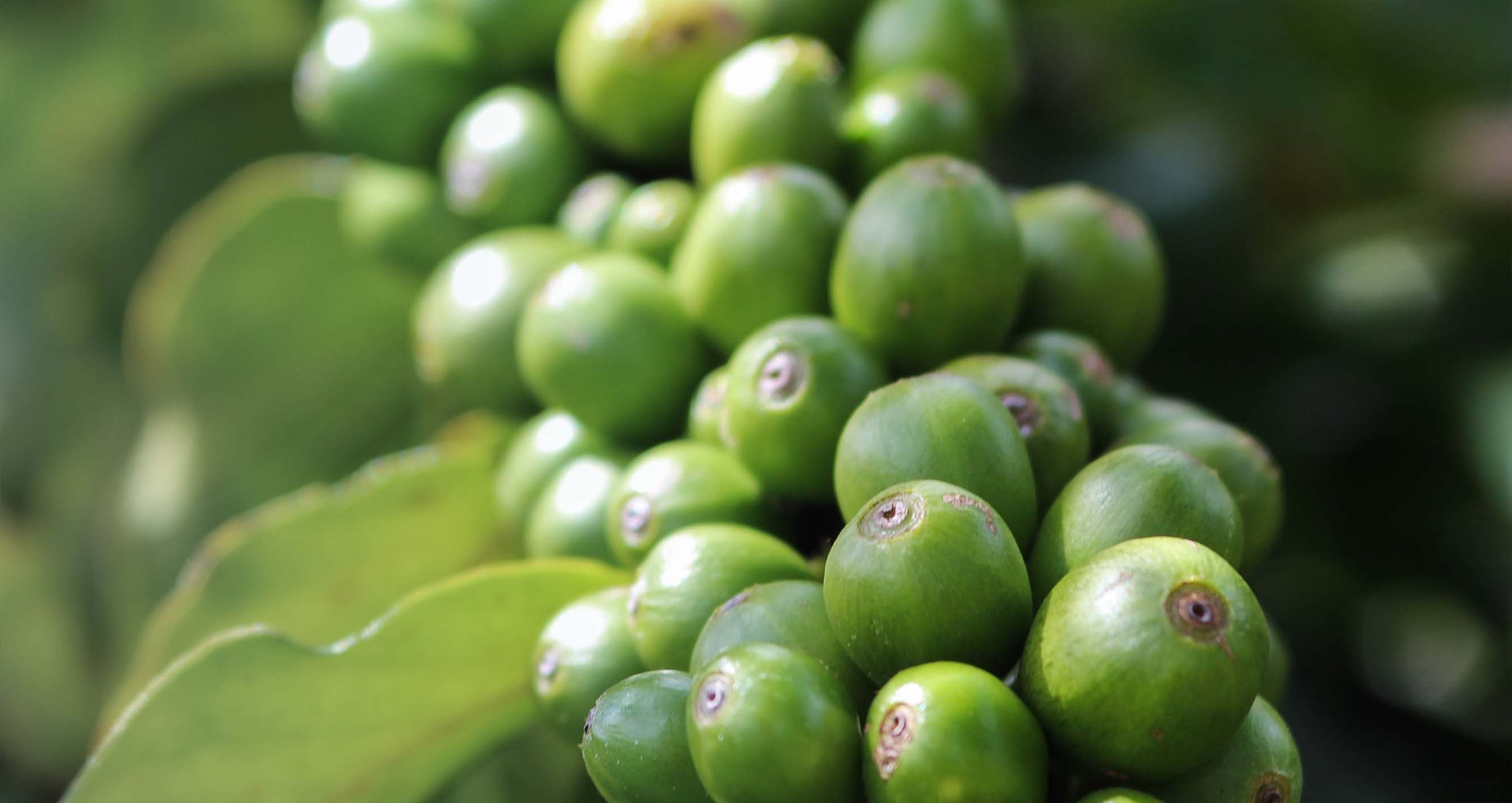 Zelená káva. Co je zač a proč se vyplatí ji pít.