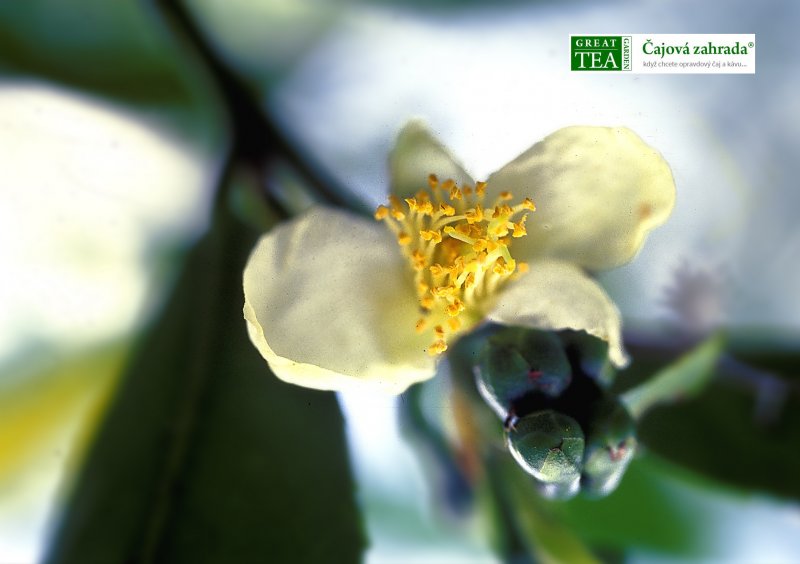 Levně Čajová zahrada Plakát Čajový květ