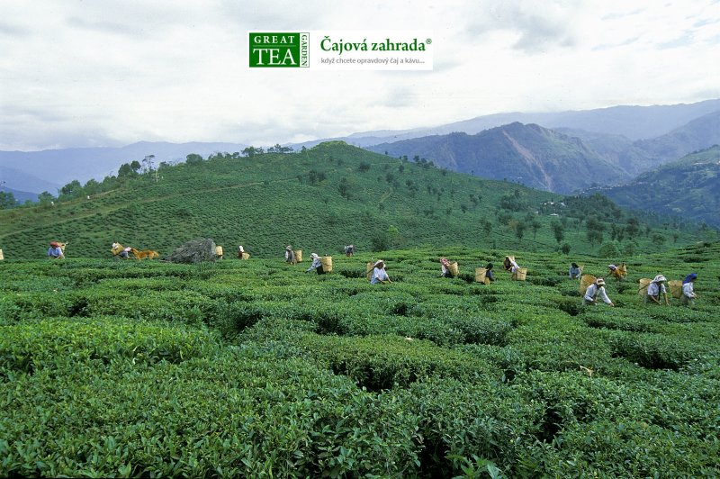 Levně Čajová zahrada Plakát Čajová plantáž Darjeeling