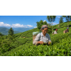 India Darjeeling FTGFOPI Castleton – černý čaj (Varianta černý čaj 500g)