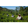 India Nilgiri TGFOPI High Grown Sutton – černý čaj (Varianta černý čaj 500g)