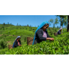 Ceylon Uva OPI Ceciliyan – černý čaj (Varianta černý čaj 70g)