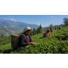 India Darjeeling Mim FF – černý čaj FTGFOP1 (Varianta černý čaj 500g)