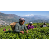 India Darjeeling Ambootia FF – černý čaj (Varianta černý čaj 1000g)