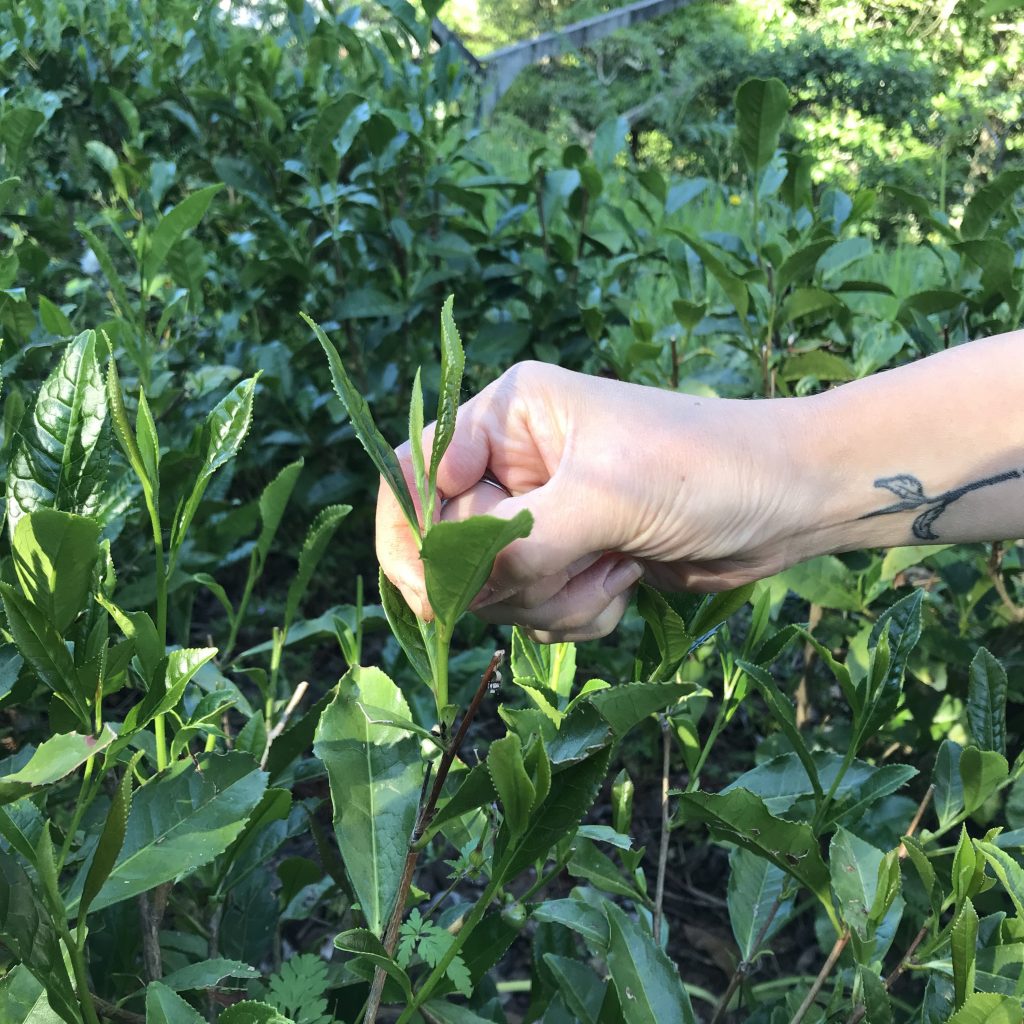 Portugalský čajový sen – nejmladší produkční čajová zahrada v Evropě