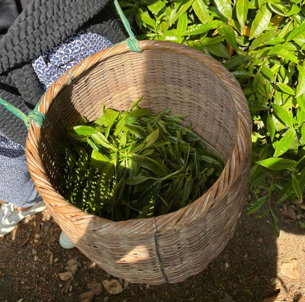 Čajová plantáž na Monte Verità - tajemný švýcarský čajový ráj…