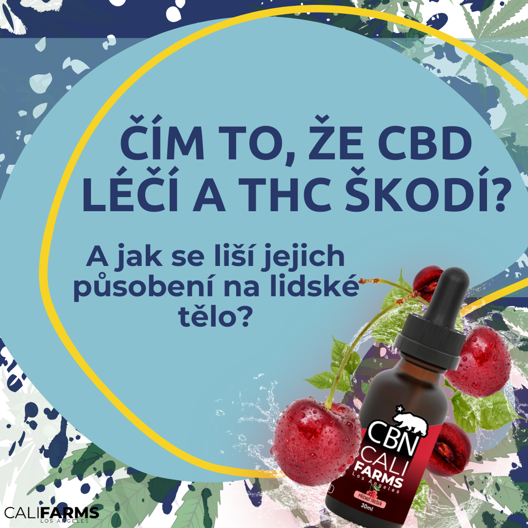 Jak působí CBD a THC na lidské tělo?