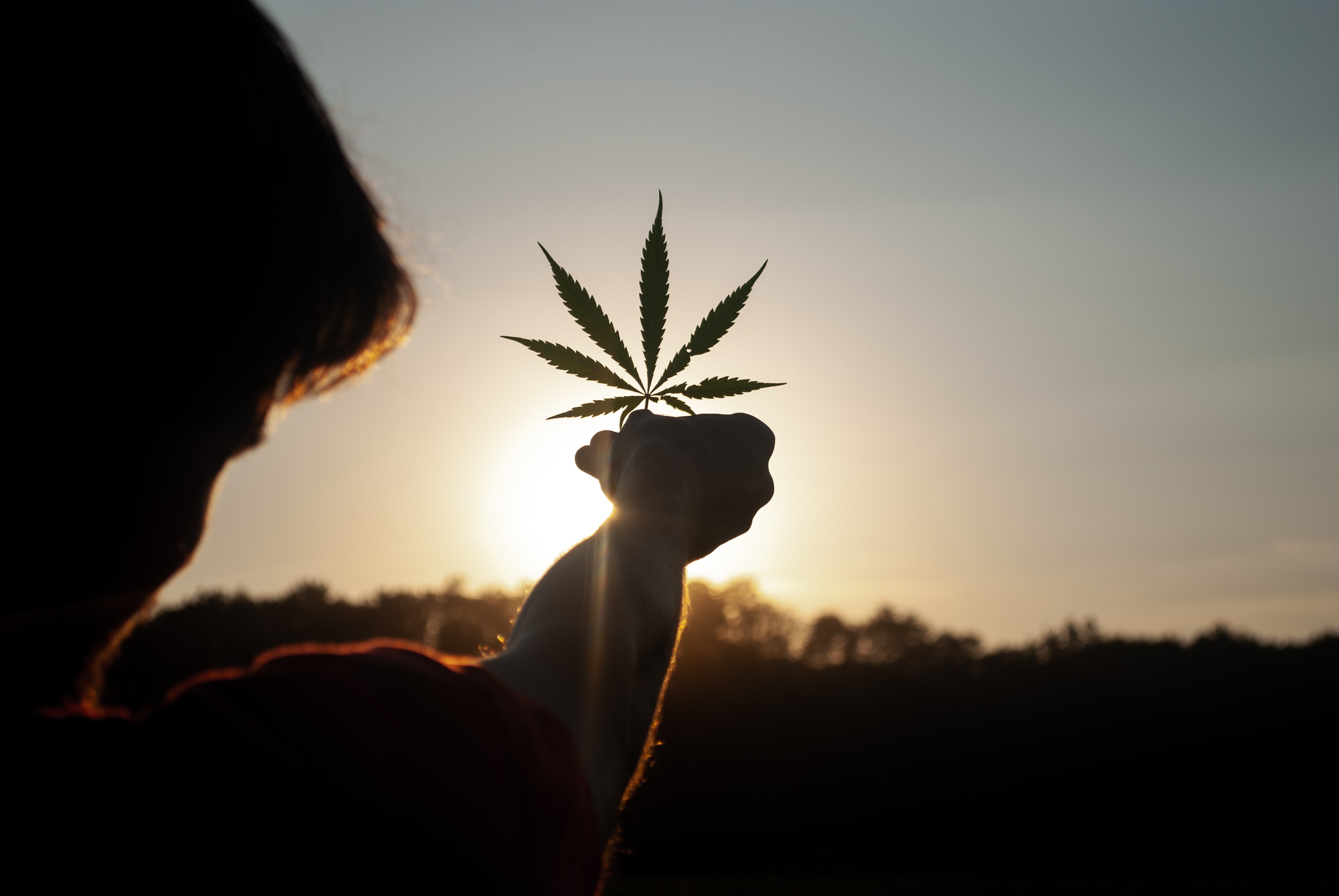 Účinky terpenů na lidské tělo - pokračování