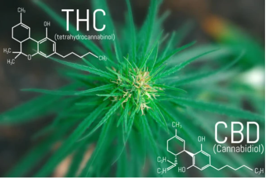 Co je to CBD a jak se liší od THC?
