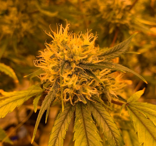 Jak se THC pěstuje a vyrábí?