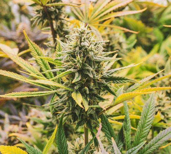 THCC: Nový hráč na poli kanabinoidů, který ovlivňuje bolest i zánětlivost