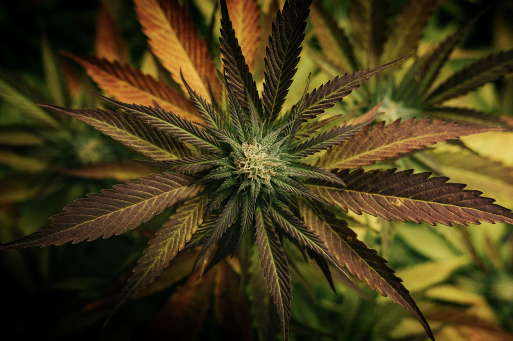 Nejsilnější kanabinoid na světě? Seznam se s THC-P!