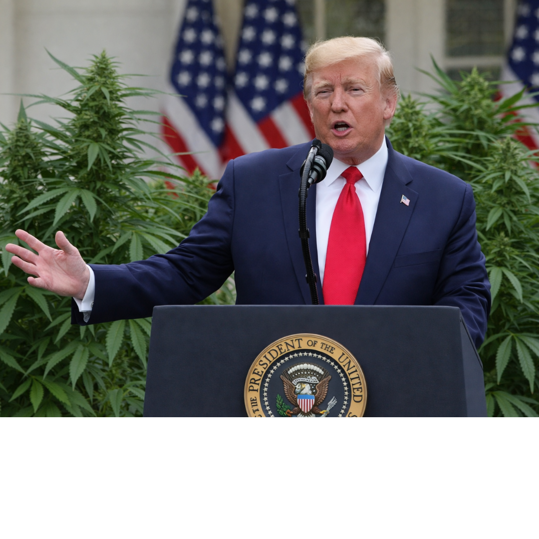 Trump výrazně rozšiřuje přístup ke konopí