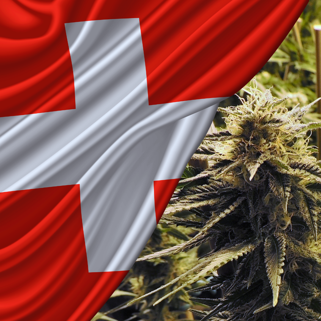 Legalizace konopí ve Švýcarsku: co návrh přináší a jak se liší od Česka