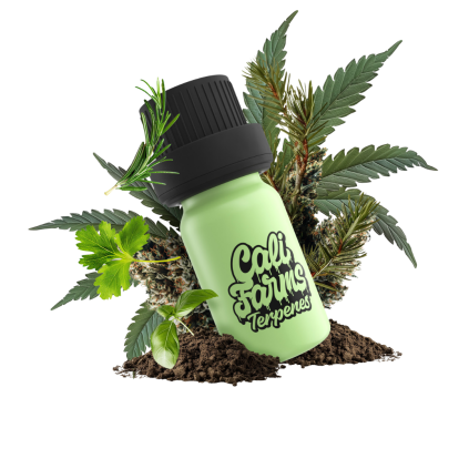 Platinum Kush Terpeny