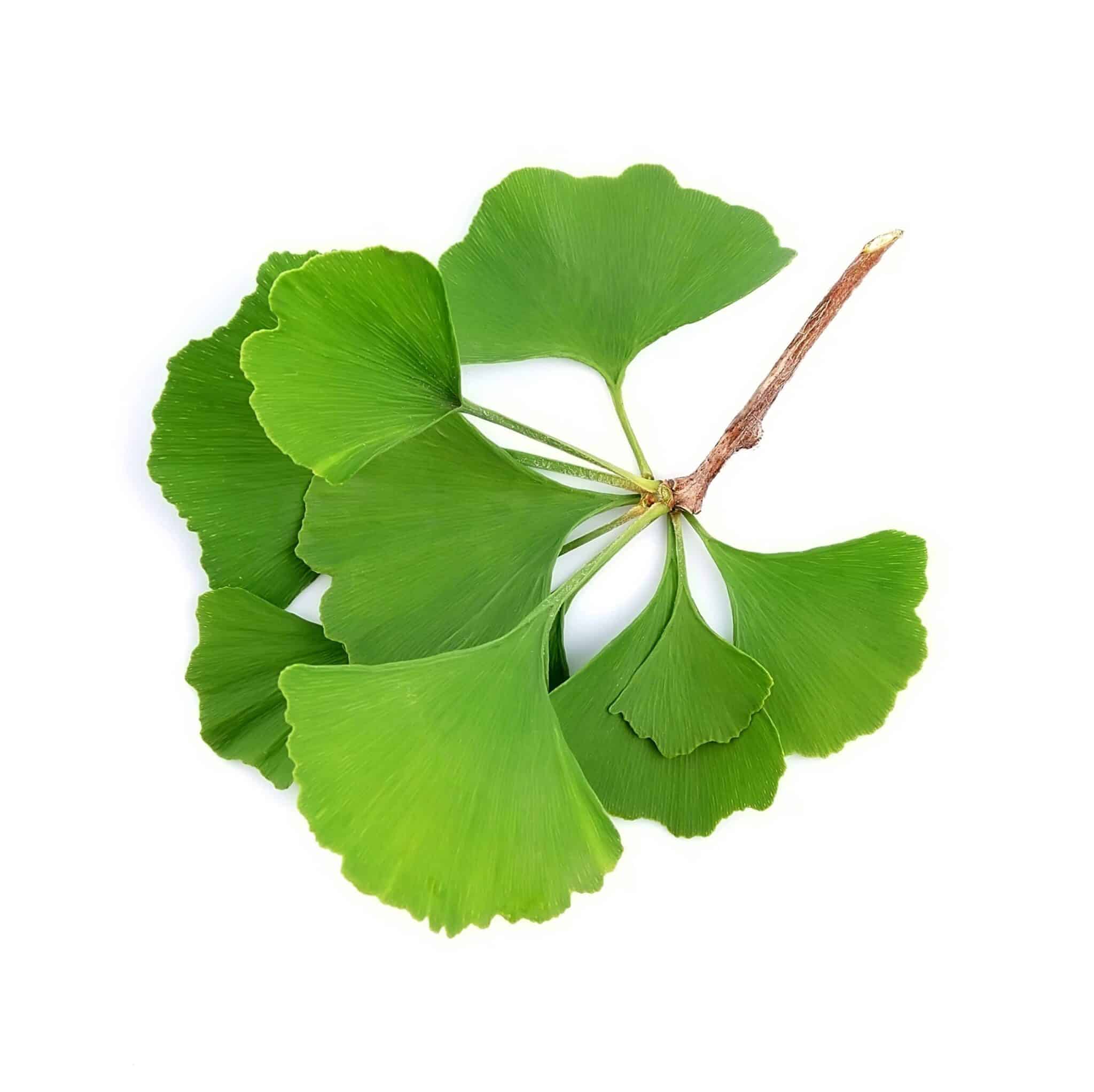 Ginkgo-Biloba