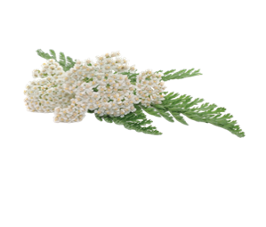 Řebříček
