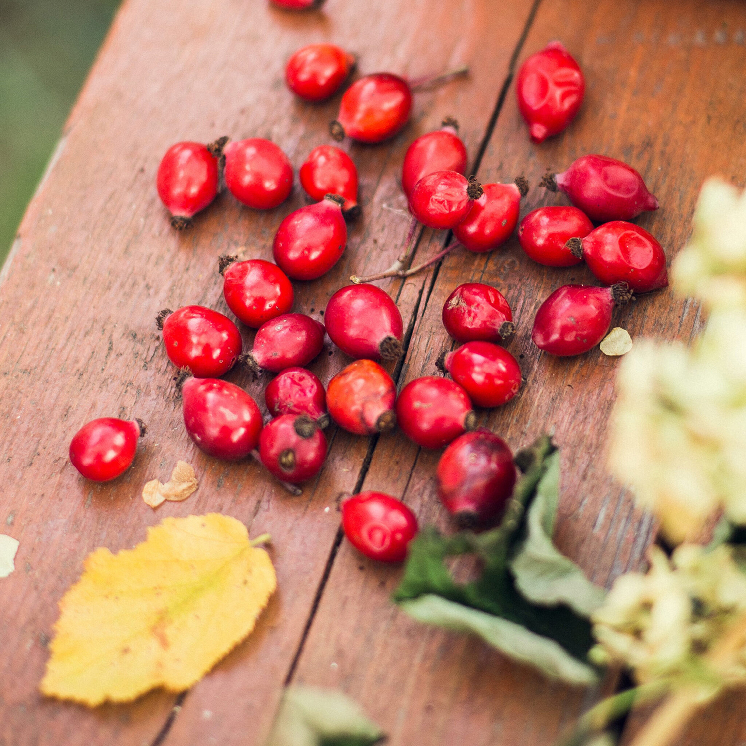Síla přírody z bylin v nových šamponech