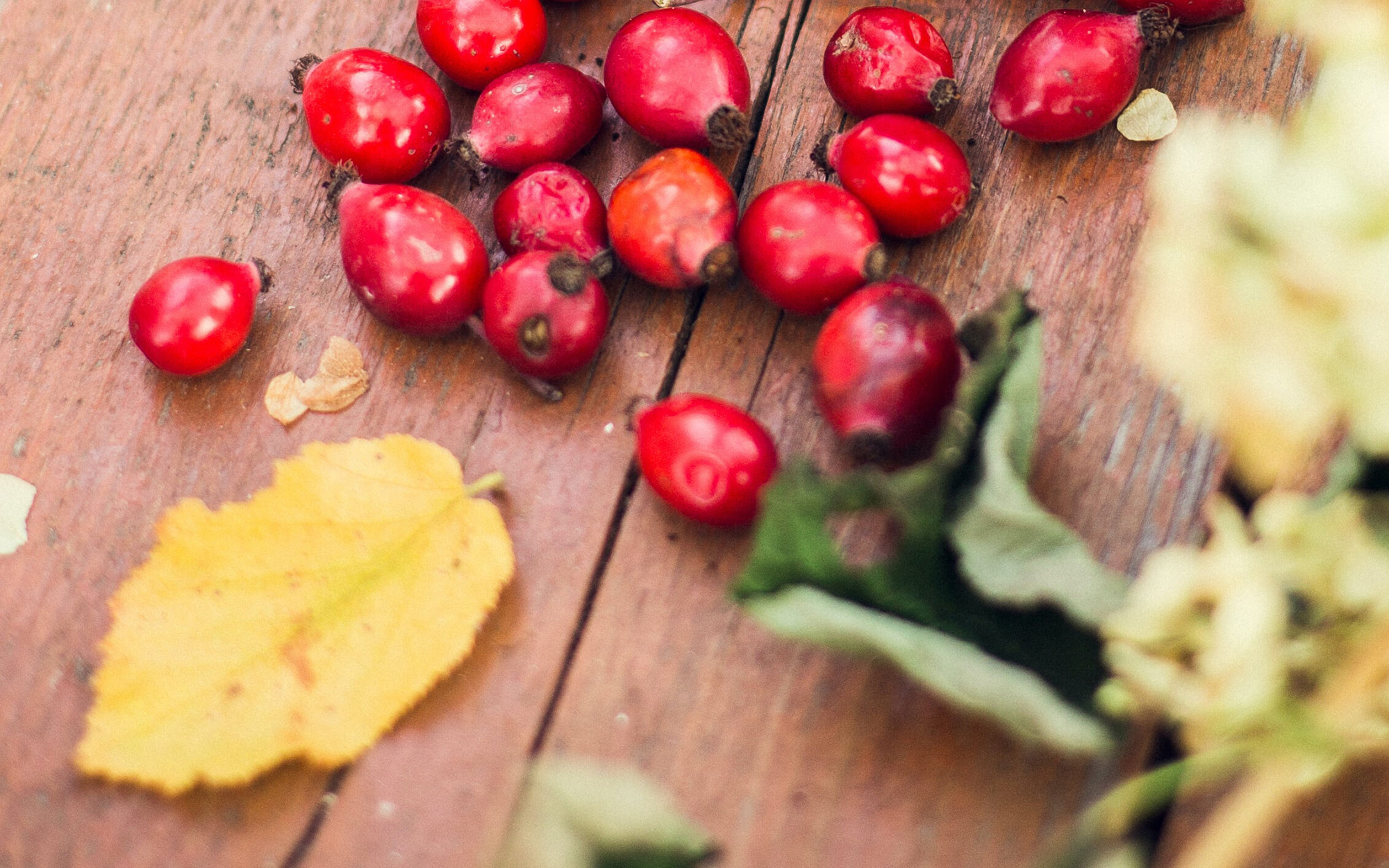 Šípek: Podzimní poklad pro zdraví a krásu