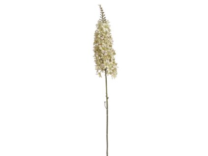 Veronika Spicata žltá 95 cm