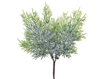 Zápich čečina, 20 cm