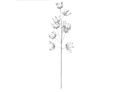 Konár daucus strieborný, 70 cm