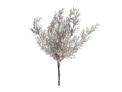 Zápich tuja champagne, 20 cm