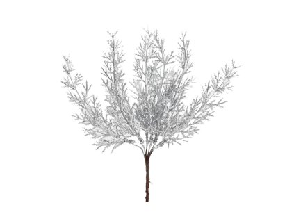 Zápich tuja strieborná, 20 cm