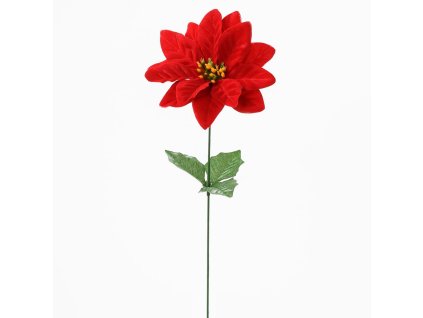Poinsettia červená