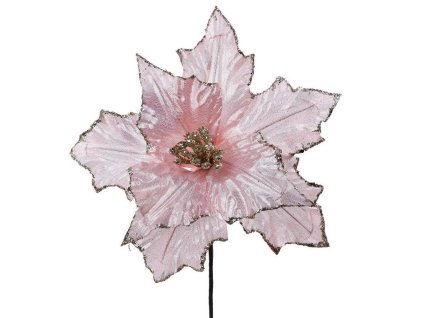 Poinsettia st.ružová