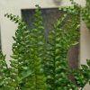 Umelá zeleň papraď premium 50cm
