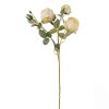 Krémová ruža 4-puky, 62 cm