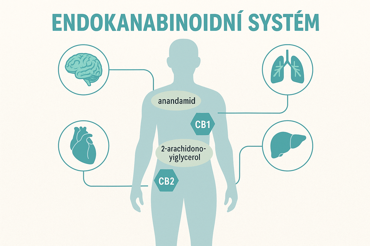 Endokanabinoidní systém: skrytá síť v těle, o které jste možná neslyšeli