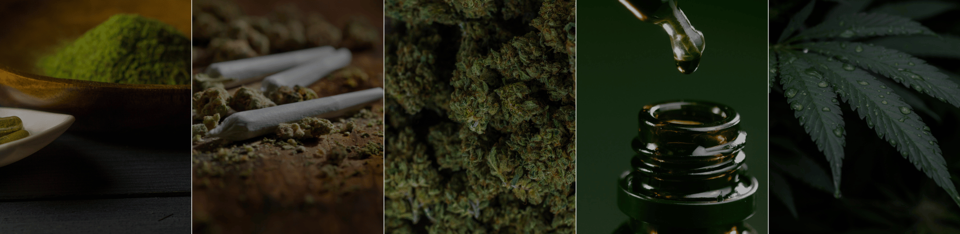 Cannabis