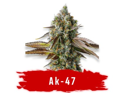 AK 47 Feminized semena marihuany