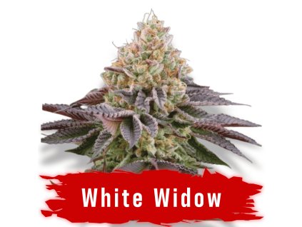 White Widow semena marihuany THC