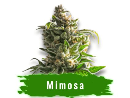 Semínka Mimosa Autoflower