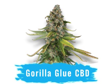 Semínka CBD Gorilla Glue Autoflower