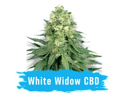White widow CBD automat