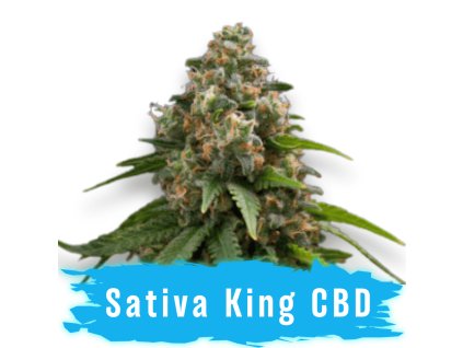 Sativa King CBD semínko marihuany