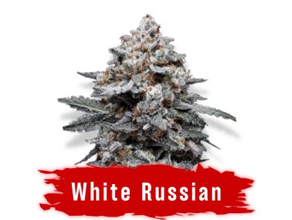Semínka White Russian feminizovaná